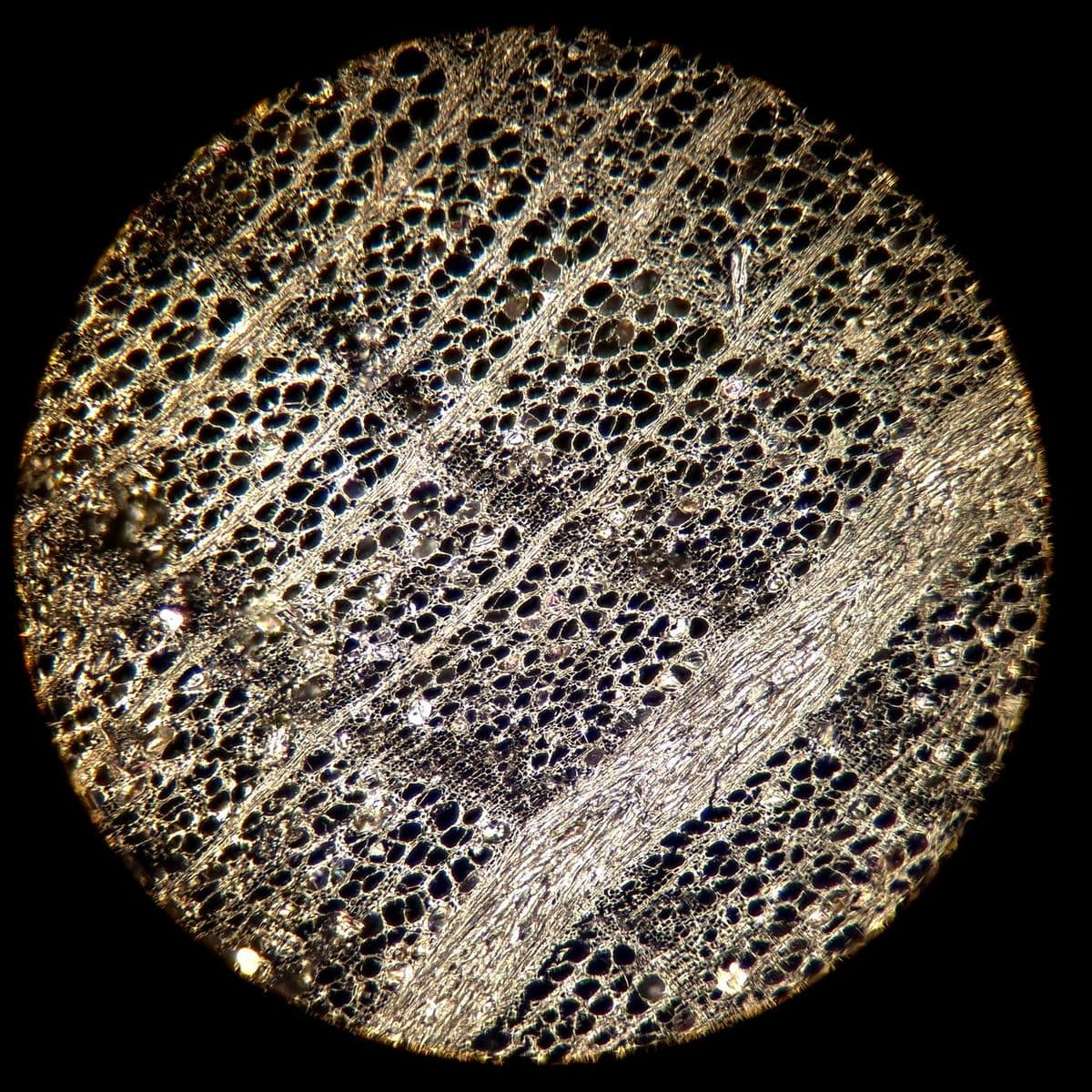 Radek Grabowski, photograph of a cross-section of a piece of beech charcoal, viewed under dark field light at 100× magnification, 2025. Photo Radek Grabowski (archaeobotanist/anthracologist).